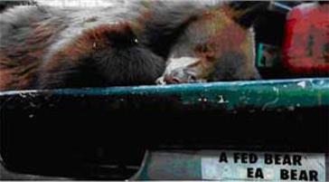 A bear on a truck bed with a bumper sticker that reads a fed bear is a dead bear