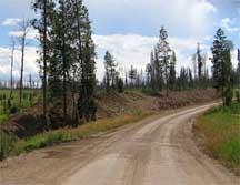 Dirt road that curves to the right with a few trees in the ditch