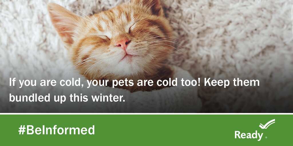Keep Pets Bundled in the Winter ready.gov