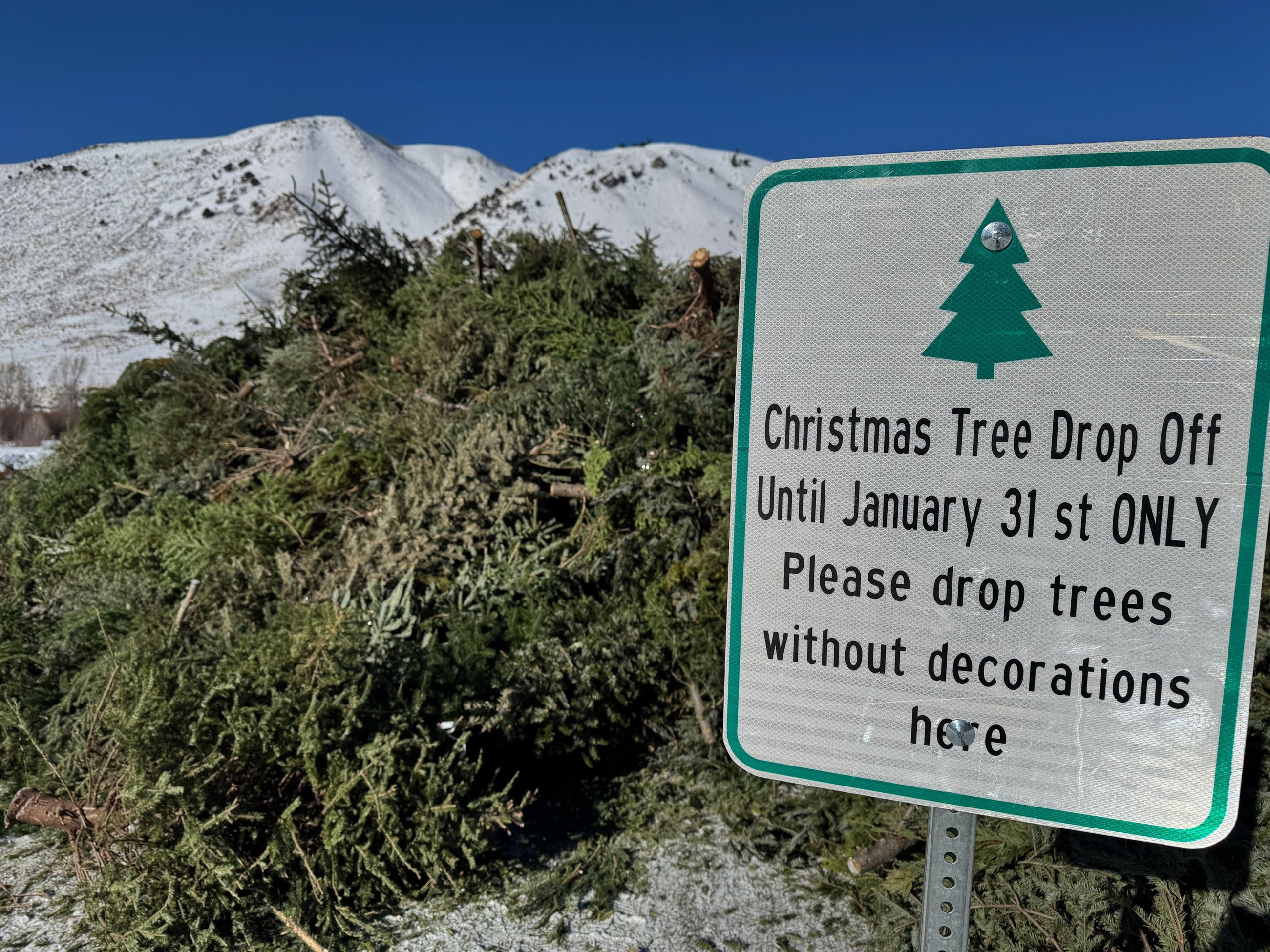 Christmas tree collection